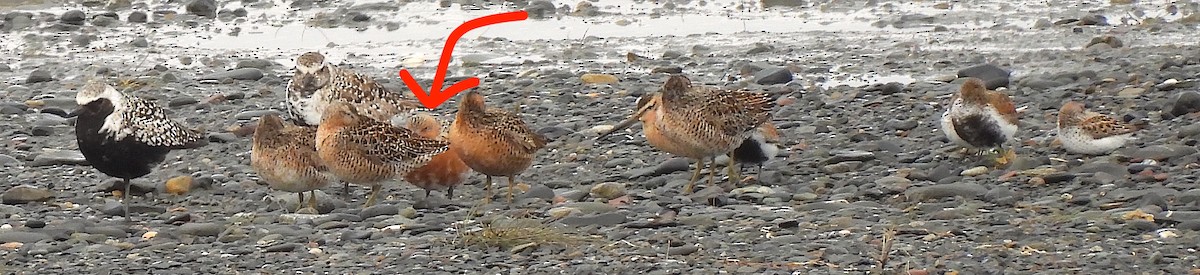 Red Knot - ML619698387