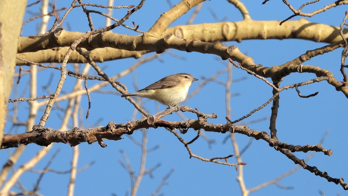 Warbling Vireo - ML619698392