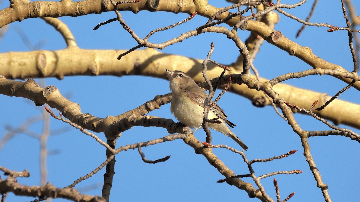 Warbling Vireo - ML619698394