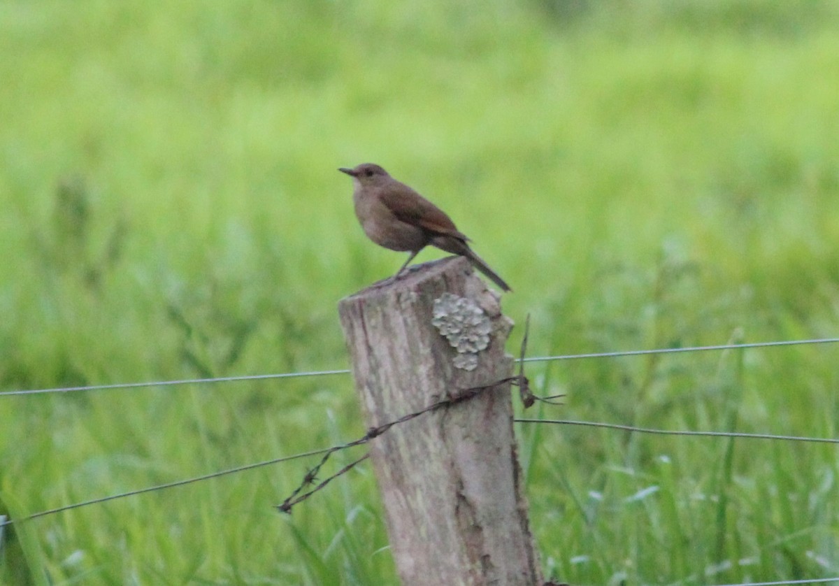 Pale-breasted Thrush - ML619698401