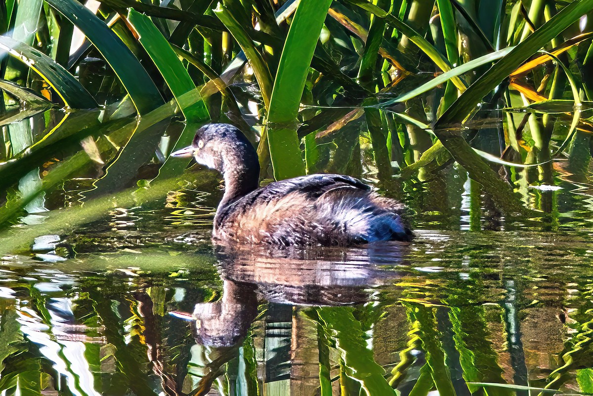 Australasian Grebe - ML619698426