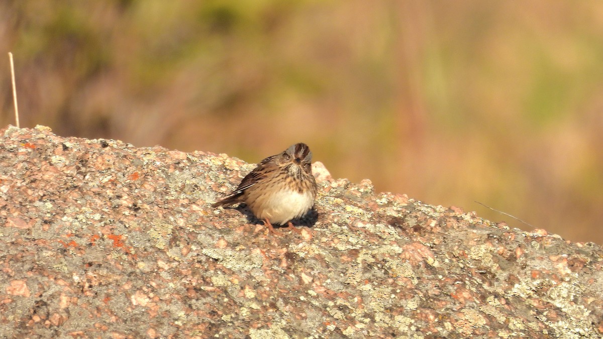 Lincoln's Sparrow - ML619698443