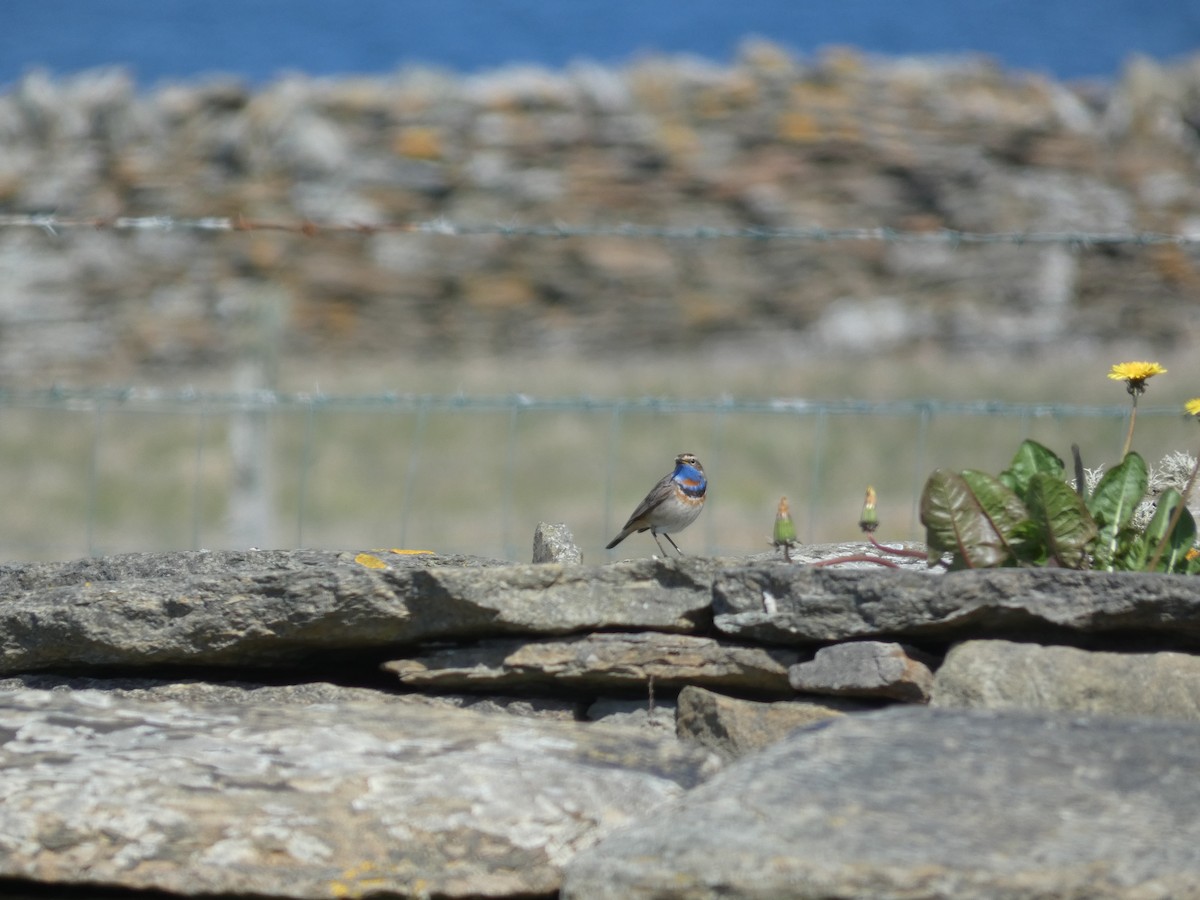 Bluethroat - ML619698448