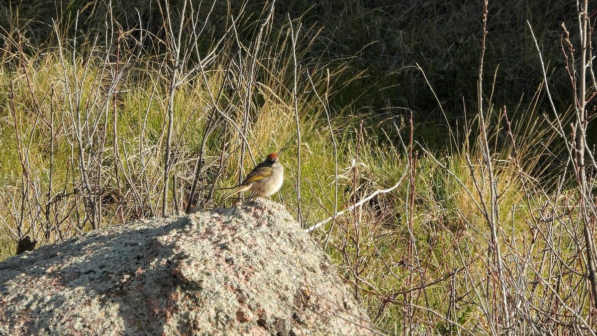 Green-tailed Towhee - ML619698462