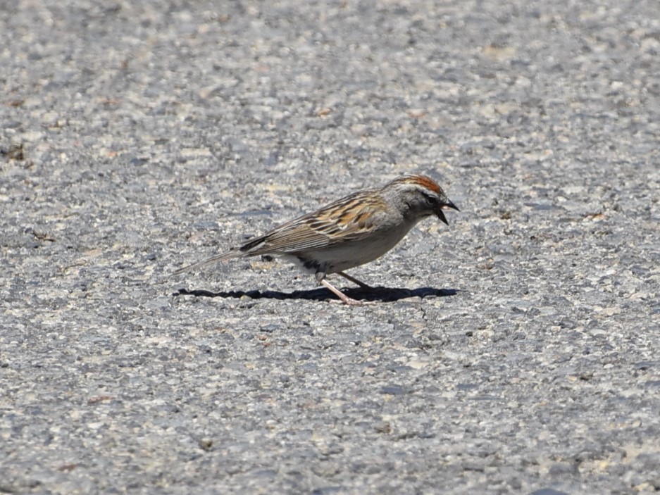 Chipping Sparrow - Greg Madrigal