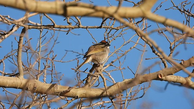 Green-tailed Towhee - ML619698469