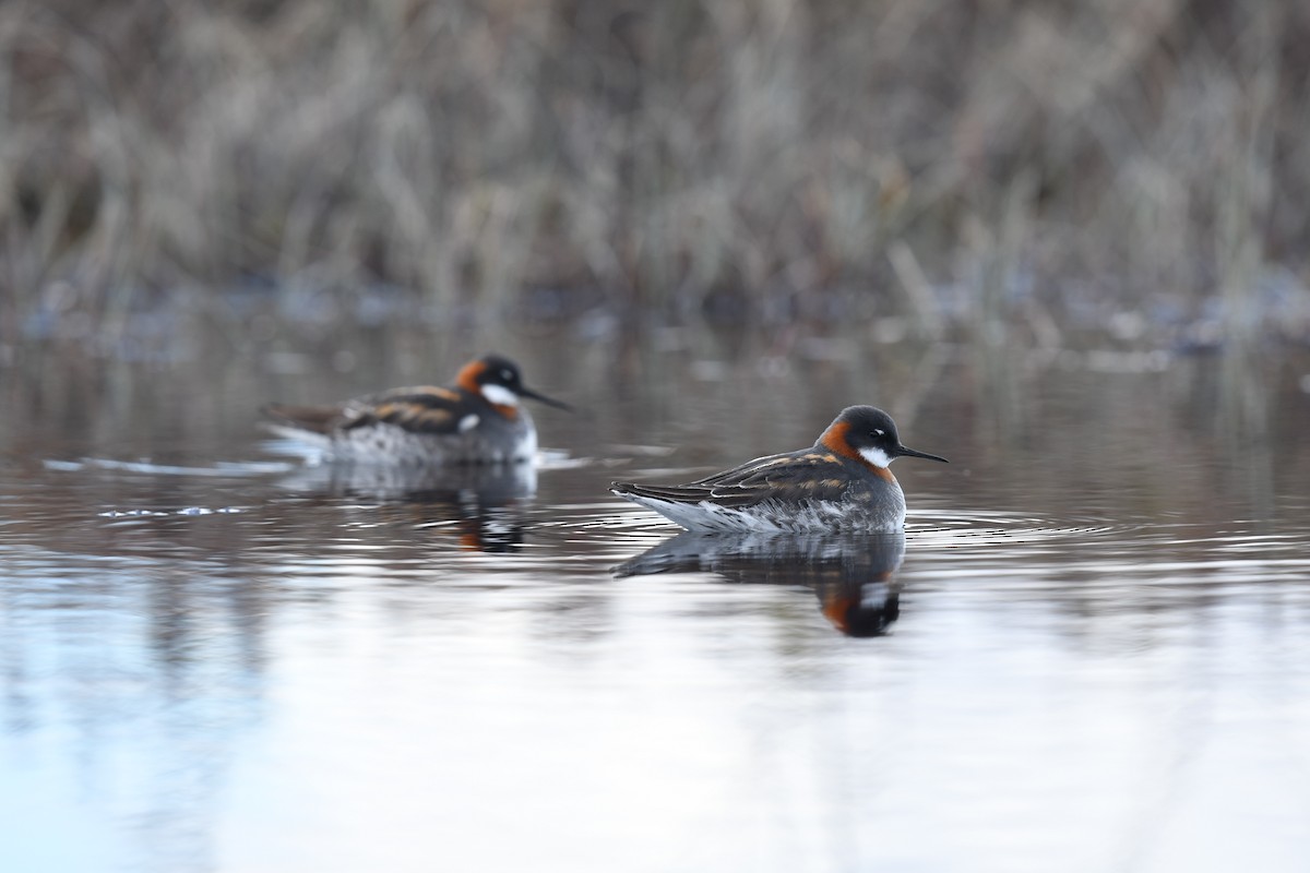 Phalarope à bec étroit - ML619698474