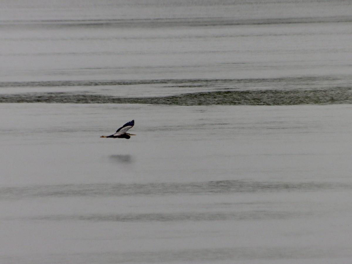 Great Blue Heron - ML619698478