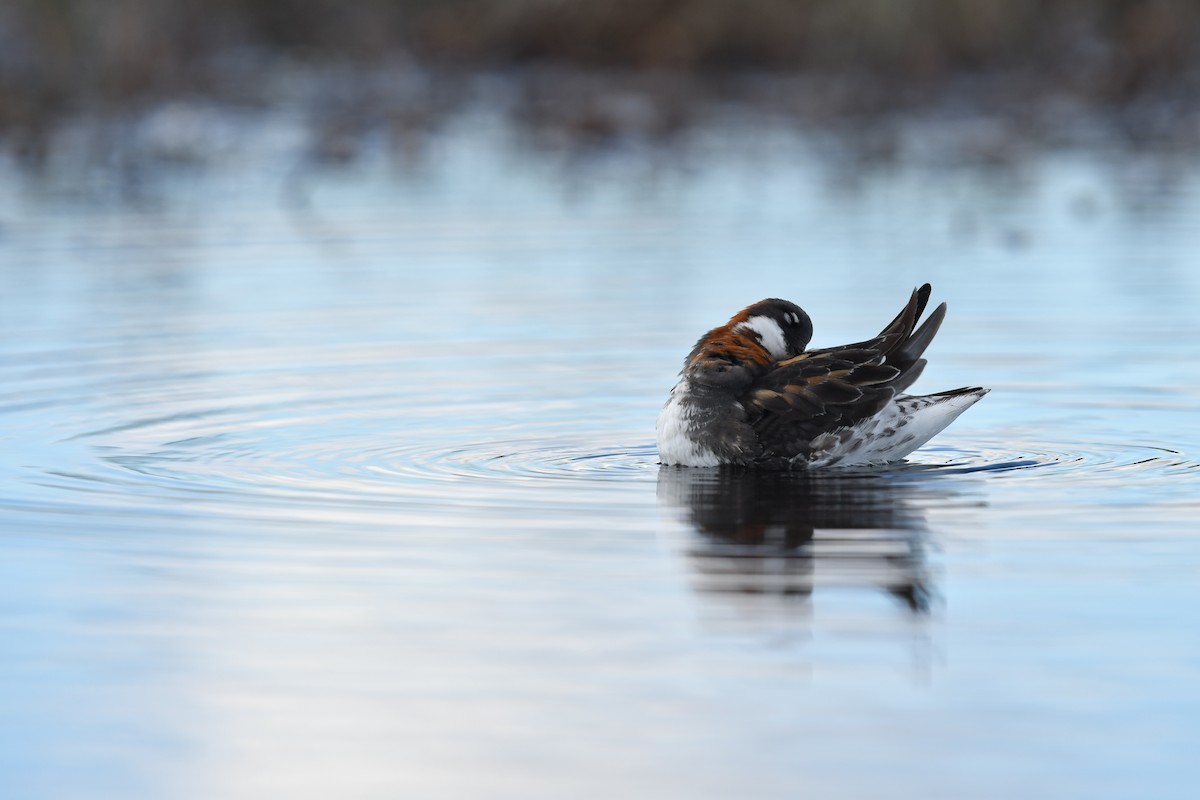 Phalarope à bec étroit - ML619698481