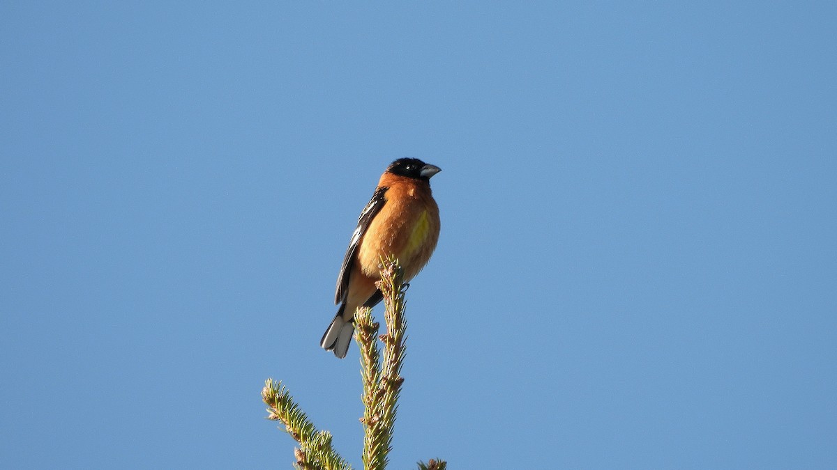 Black-headed Grosbeak - ML619698522