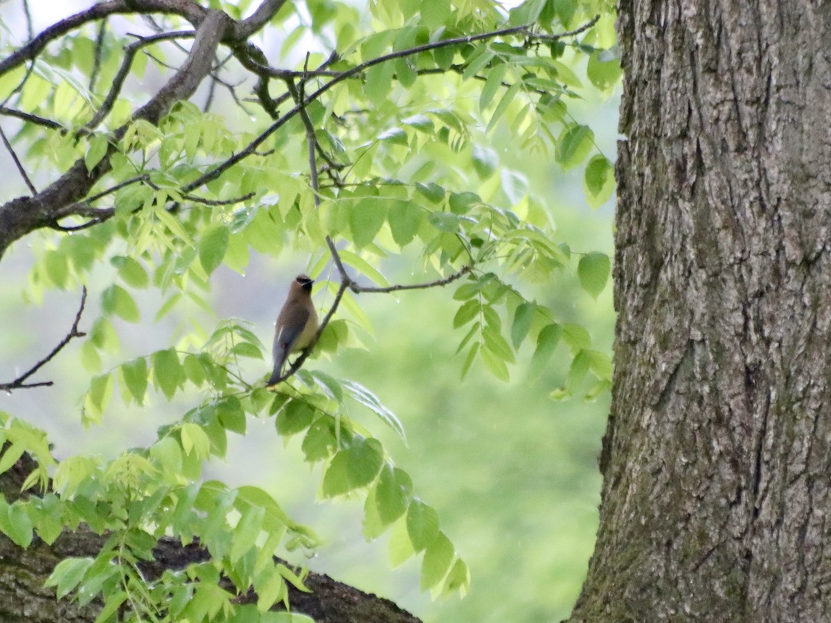 Cedar Waxwing - ML619698529