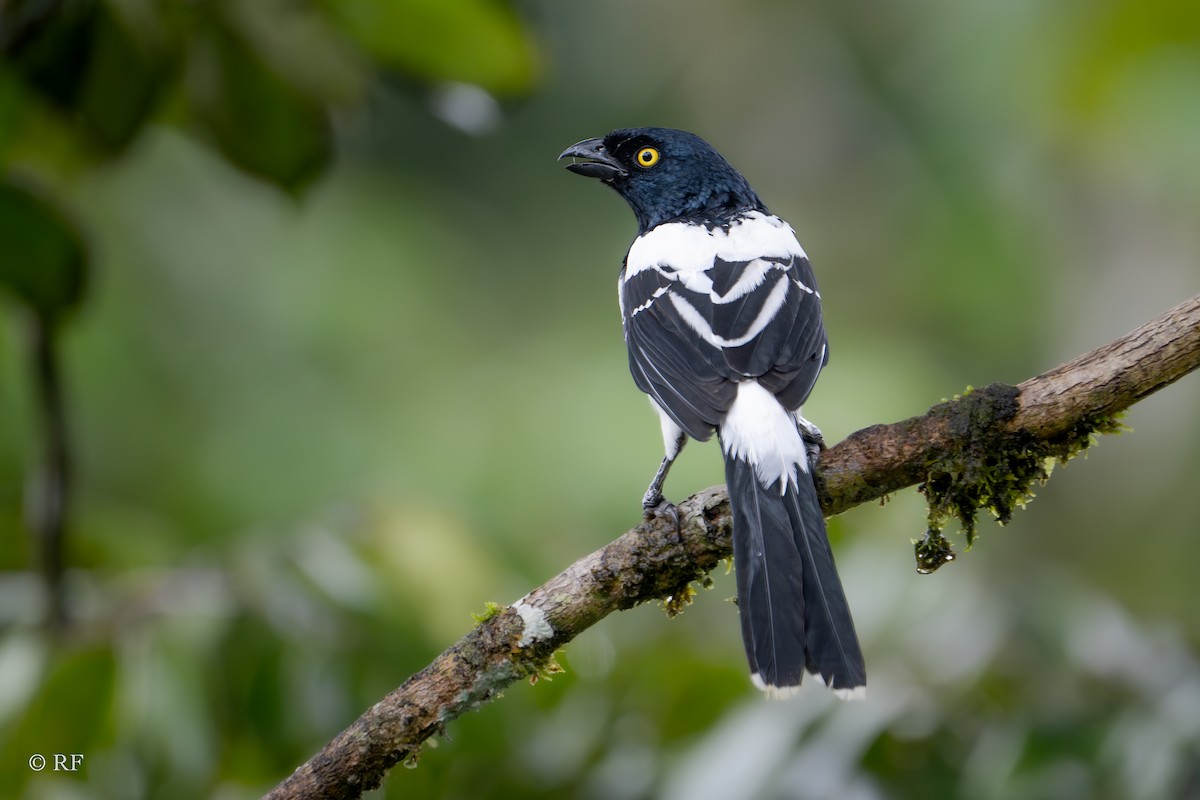 Magpie Tanager - ML619698540