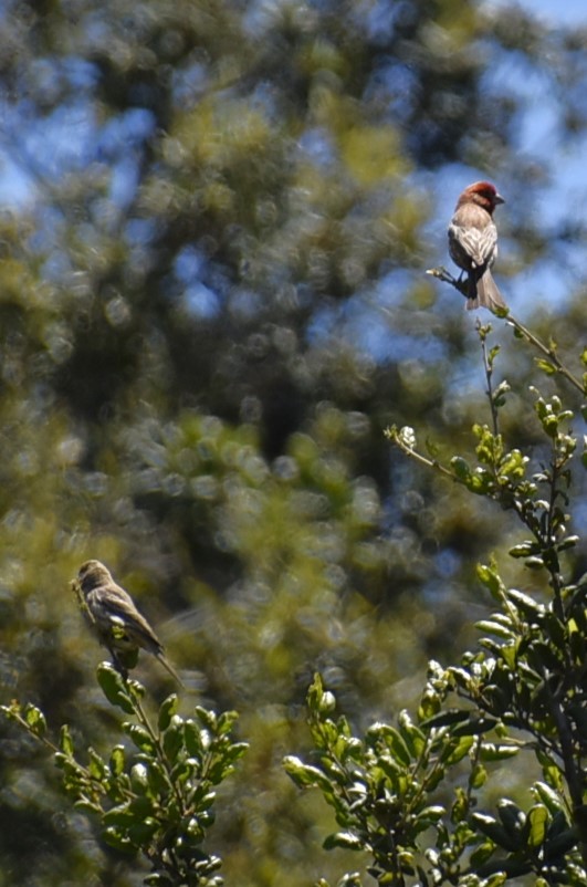 Purple Finch - ML619698554