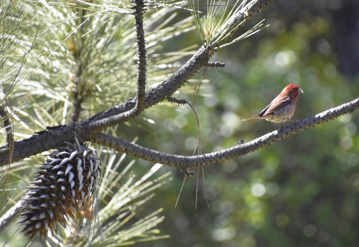 Purple Finch - ML619698555