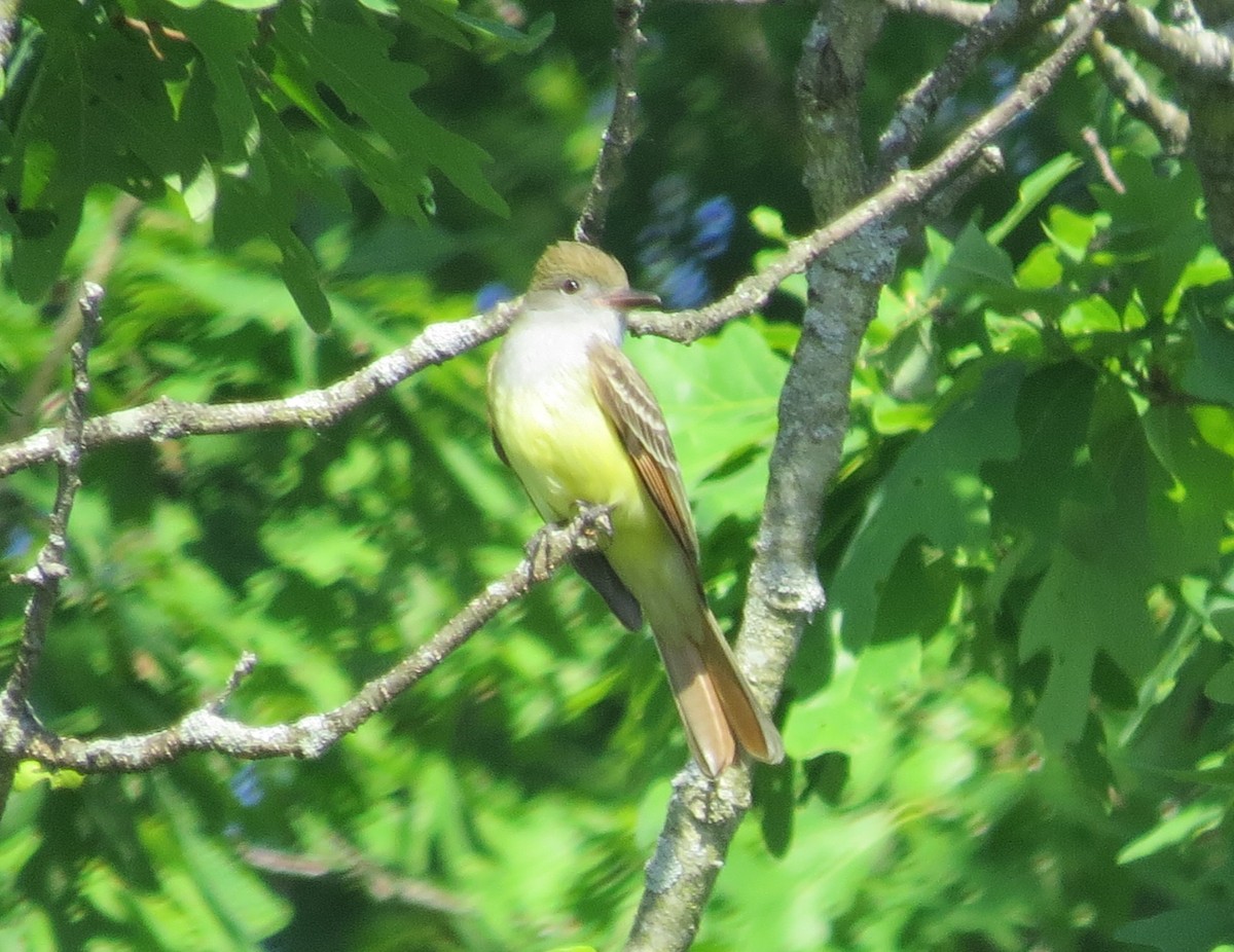 Great Crested Flycatcher - ML619698557
