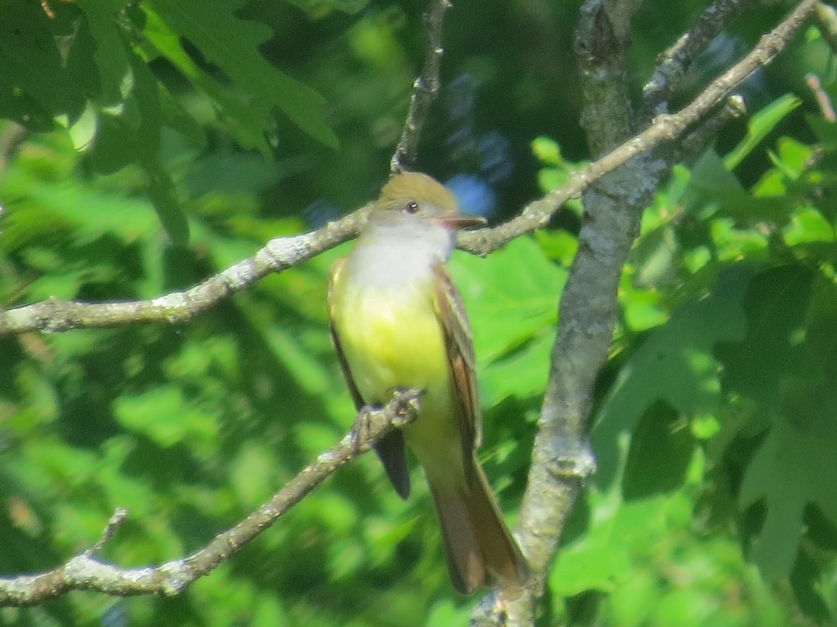 Great Crested Flycatcher - ML619698560