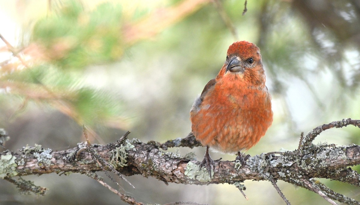 Red Crossbill - Liz Harper