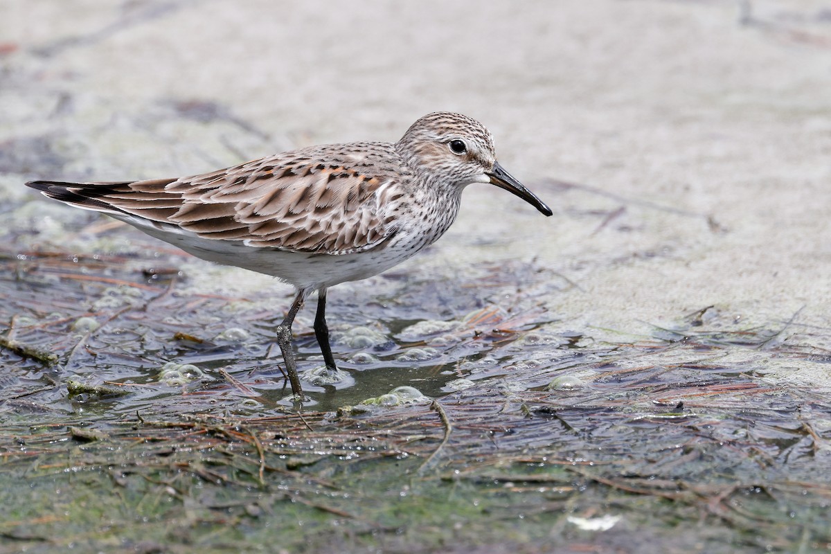 White-rumped Sandpiper - ML619698582