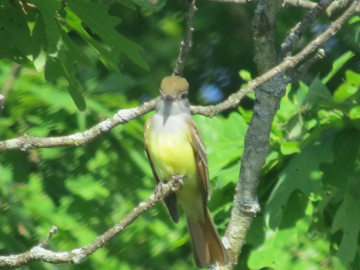 Great Crested Flycatcher - ML619698585