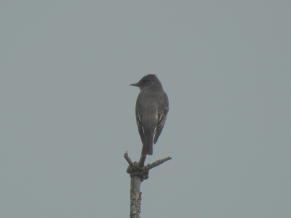 Olive-sided Flycatcher - ML619698598