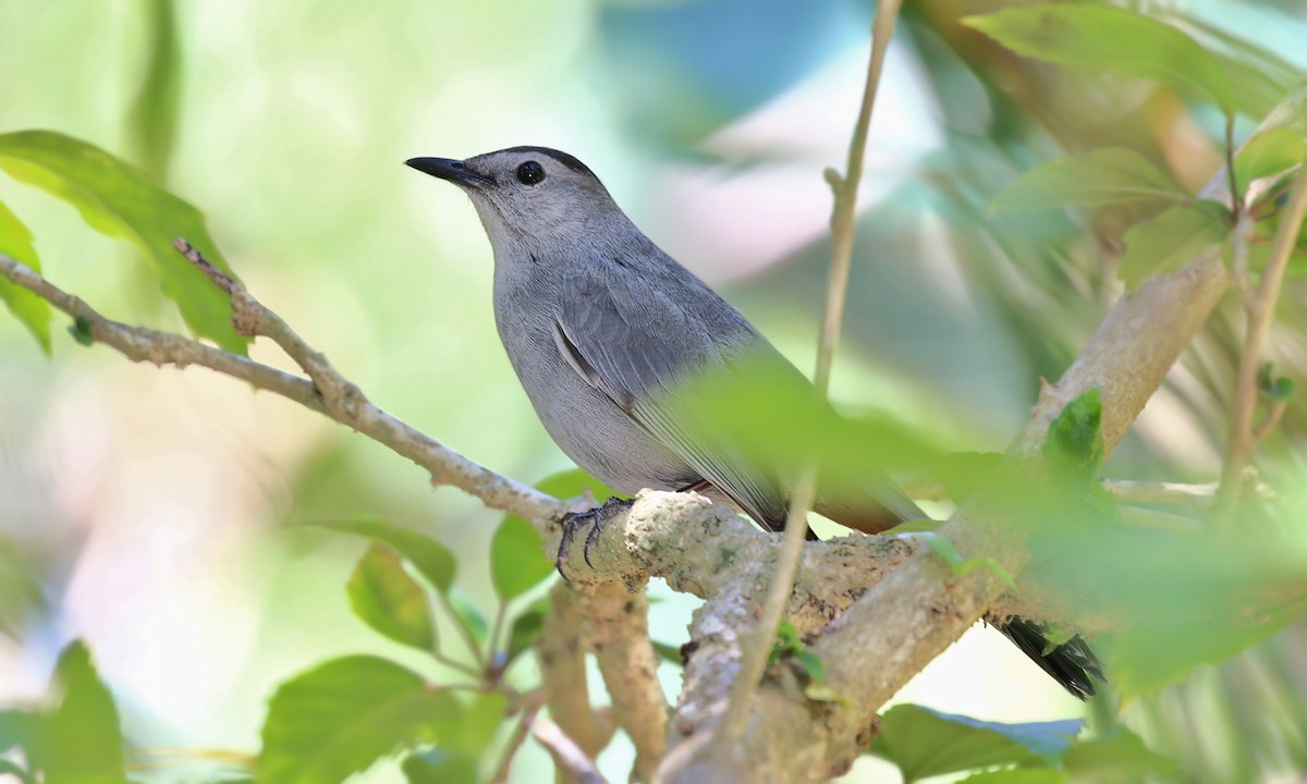 Gray Catbird - ML619698617