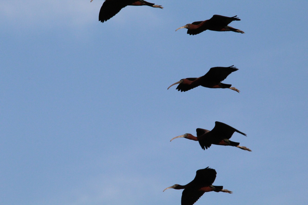 ibis hnědý - ML619698634