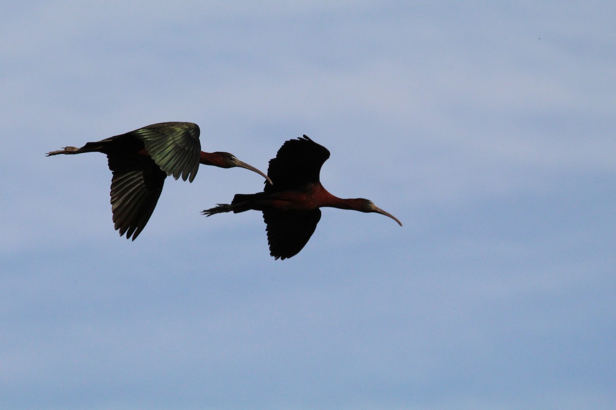 ibis hnědý - ML619698635