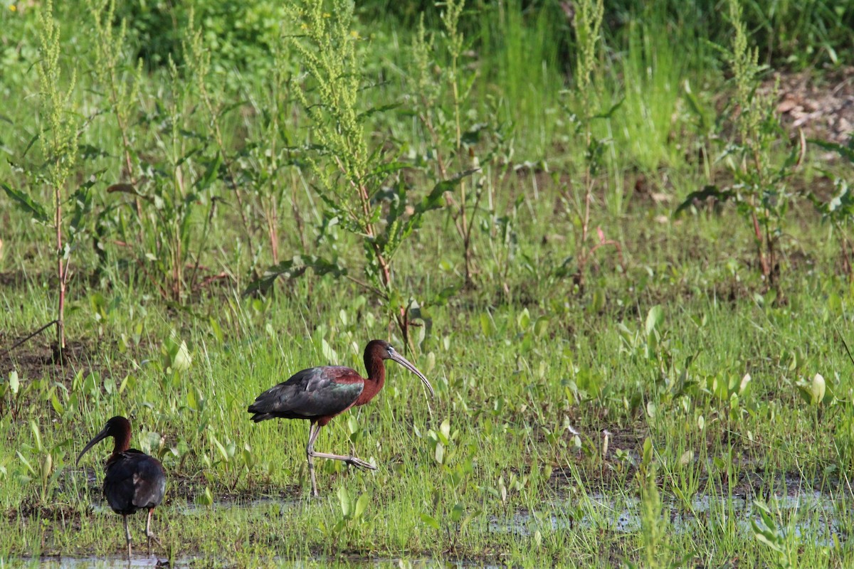 Glossy Ibis - ML619698636