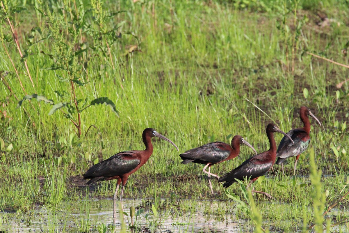 Glossy Ibis - ML619698638