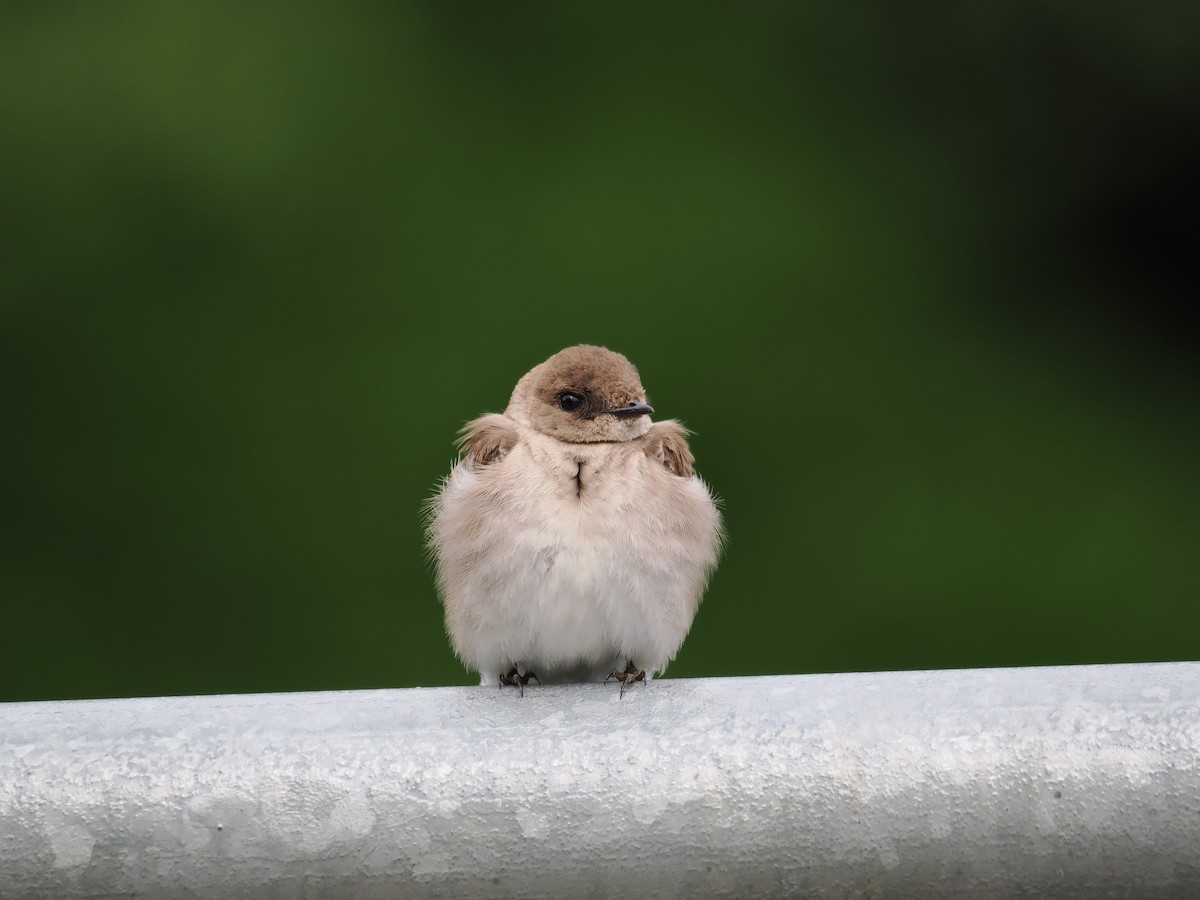 Northern Rough-winged Swallow - ML619698652