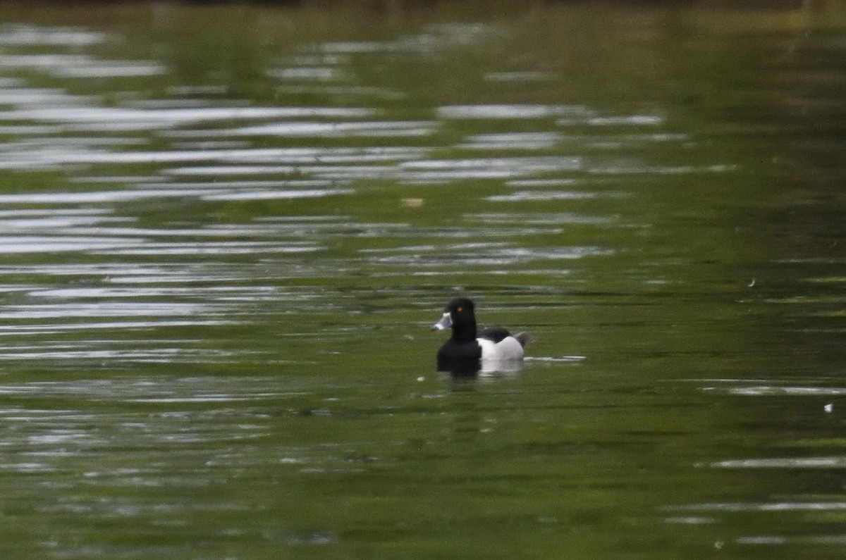 Ring-necked Duck - ML619698654