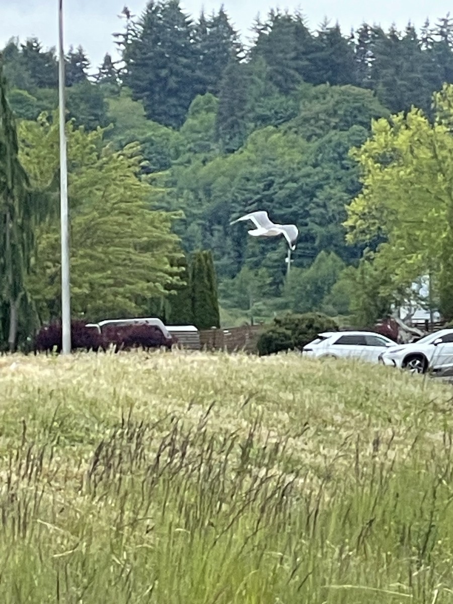 Western Gull - David Ward