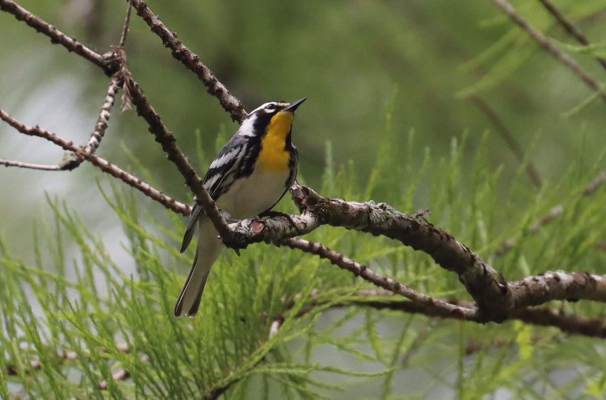 Yellow-throated Warbler - ML619698677