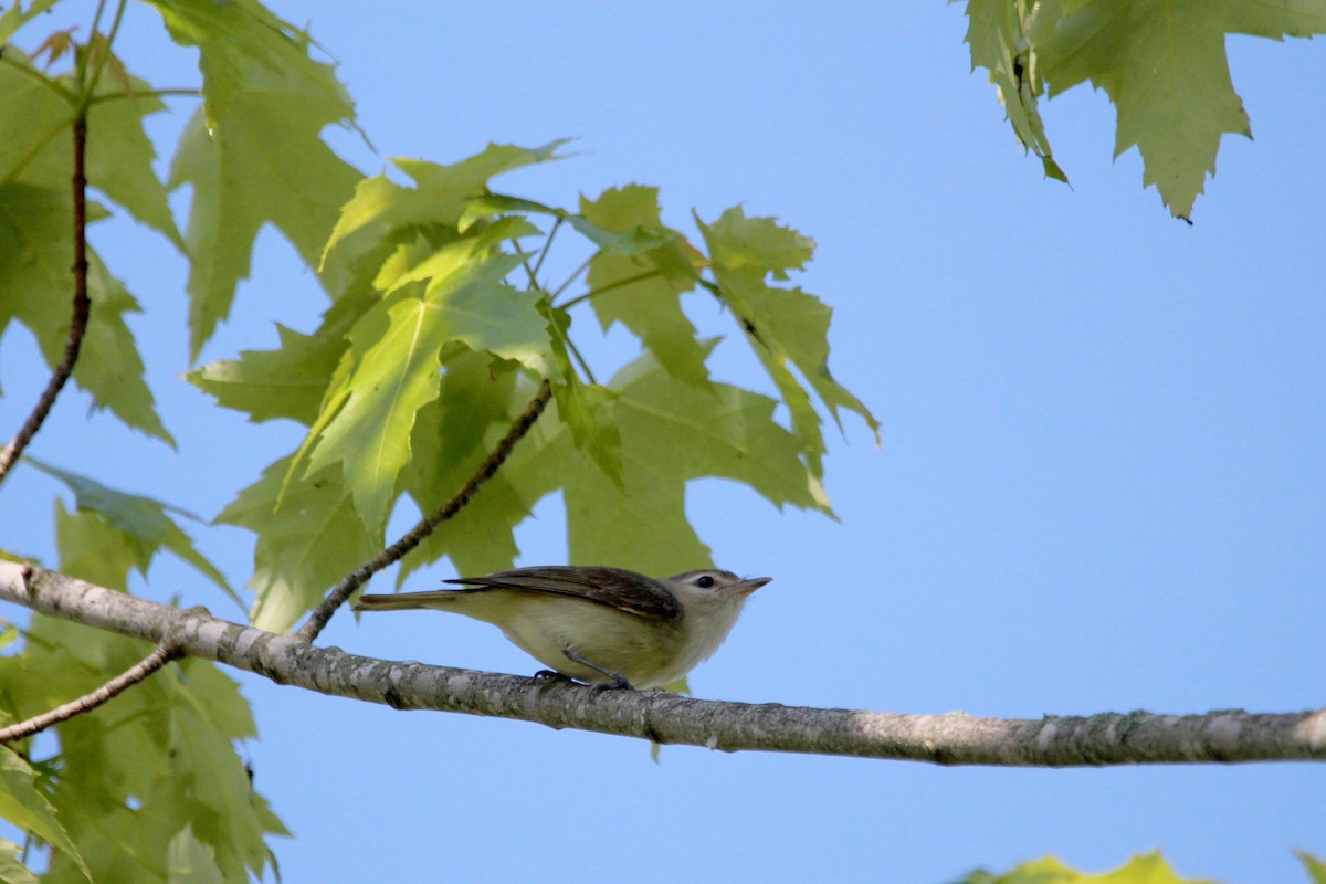 Warbling Vireo - ML619698687