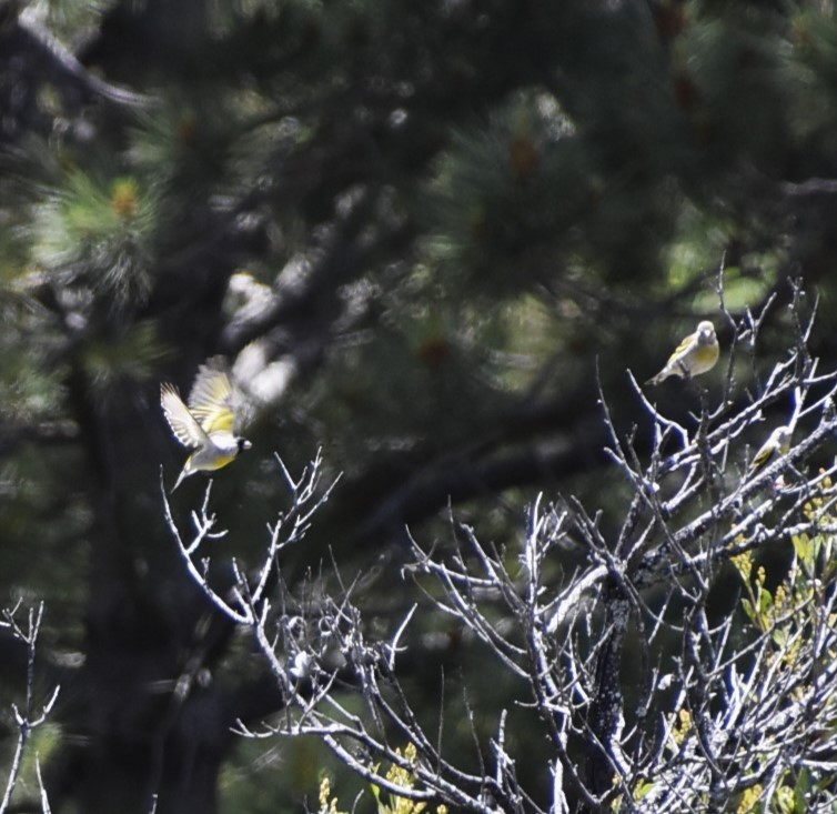 Lawrence's Goldfinch - ML619698688