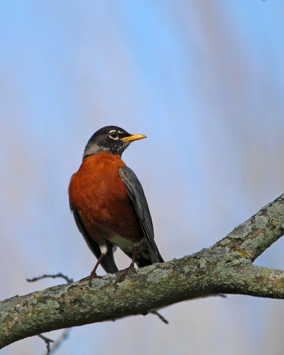 American Robin - ML619698711