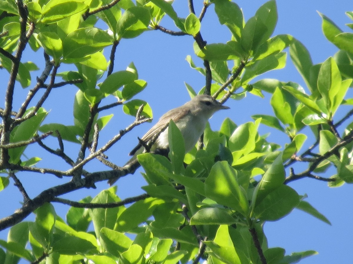 Warbling Vireo - ML619698743