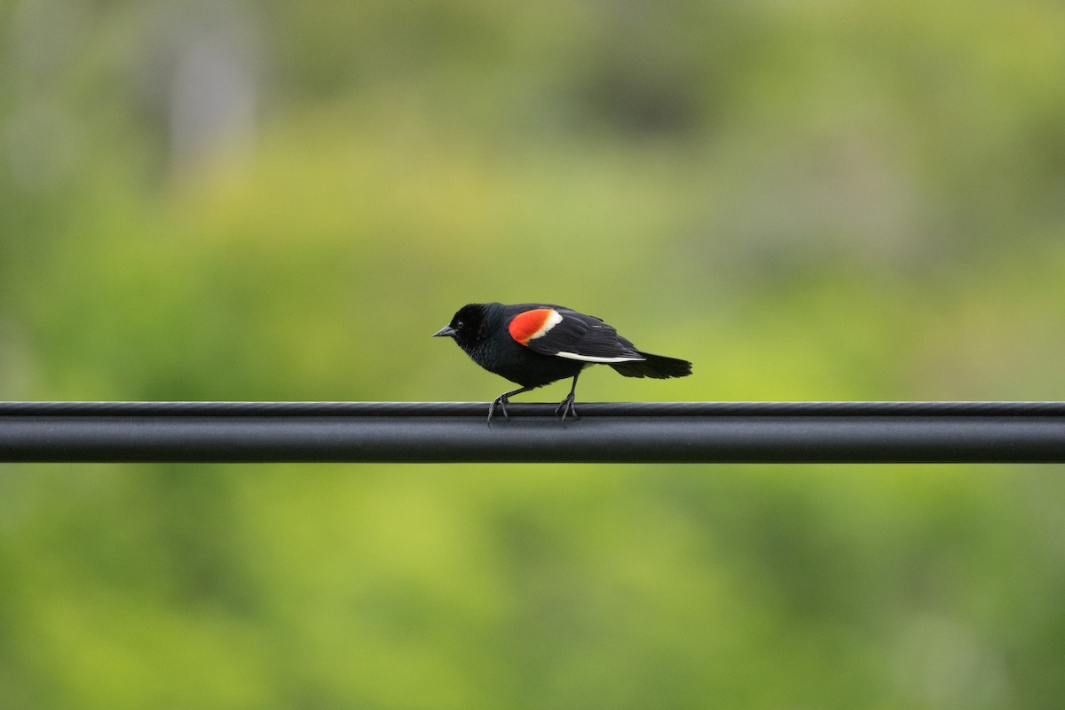 Red-winged Blackbird - ML619698755