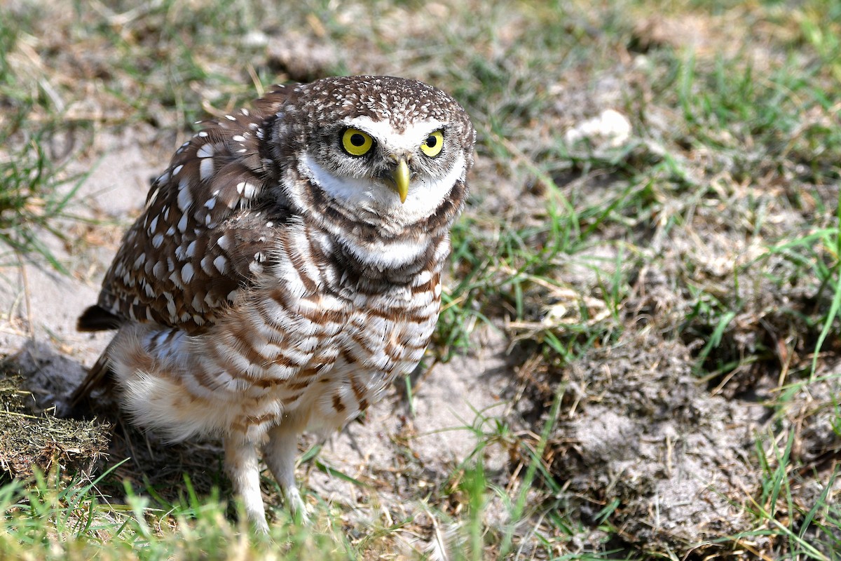 sýček králičí (ssp. floridana) - ML619698775