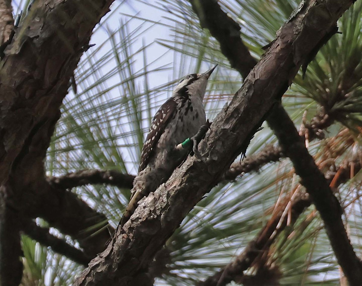 Red-cockaded Woodpecker - ML619698776