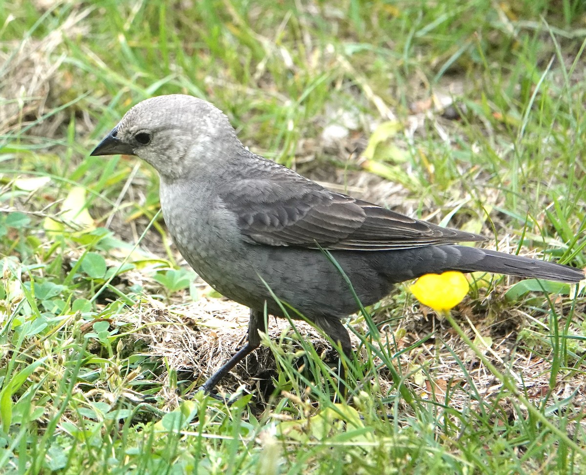 Brown-headed Cowbird - ML619698797