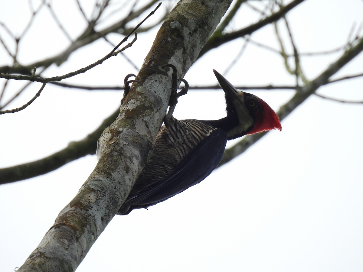 Crimson-crested Woodpecker - ML619698803