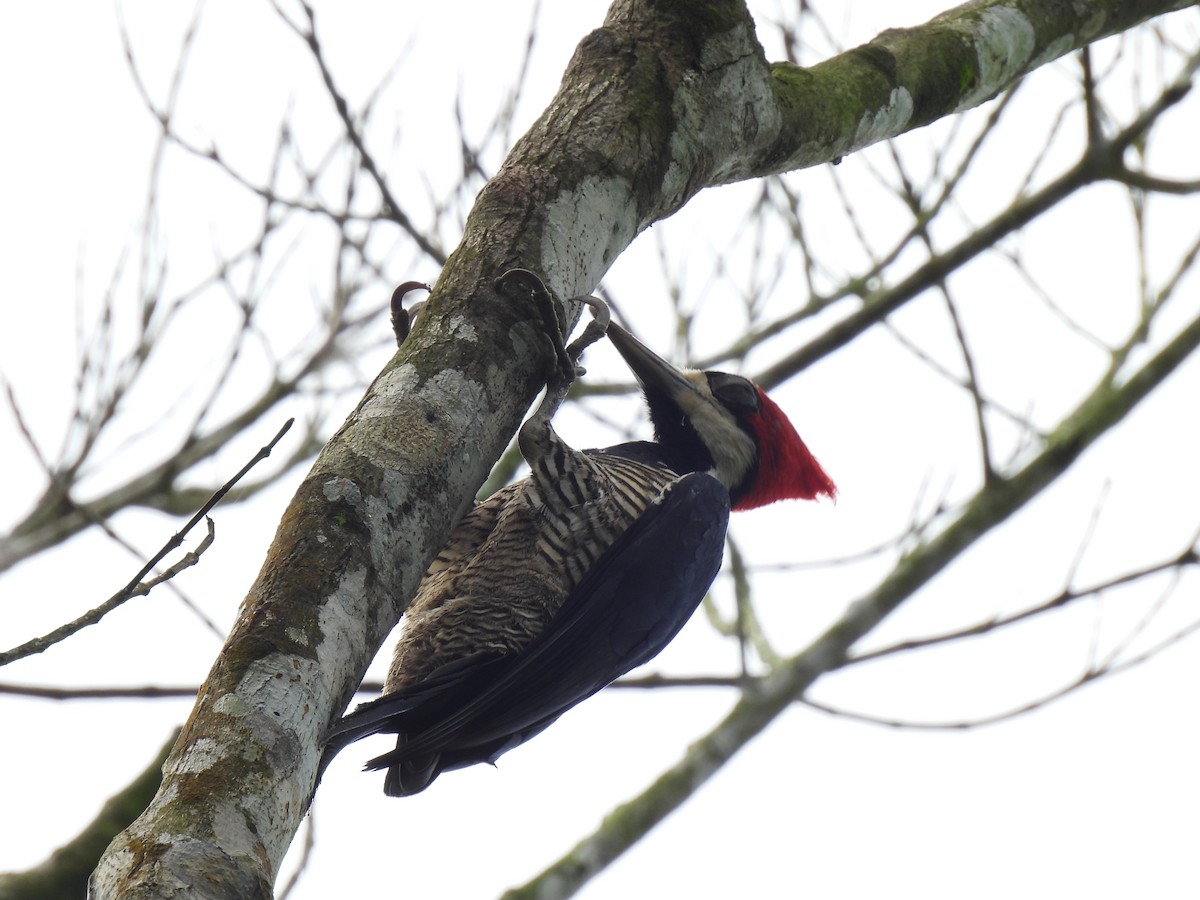 Crimson-crested Woodpecker - ML619698804