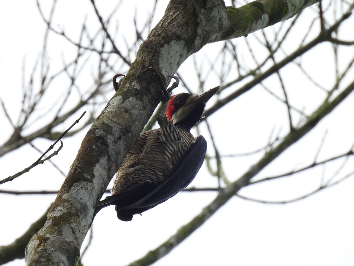 Crimson-crested Woodpecker - ML619698805