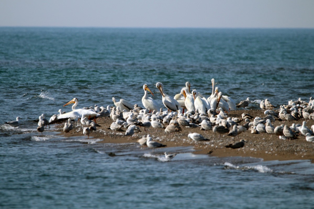 American White Pelican - ML619698811