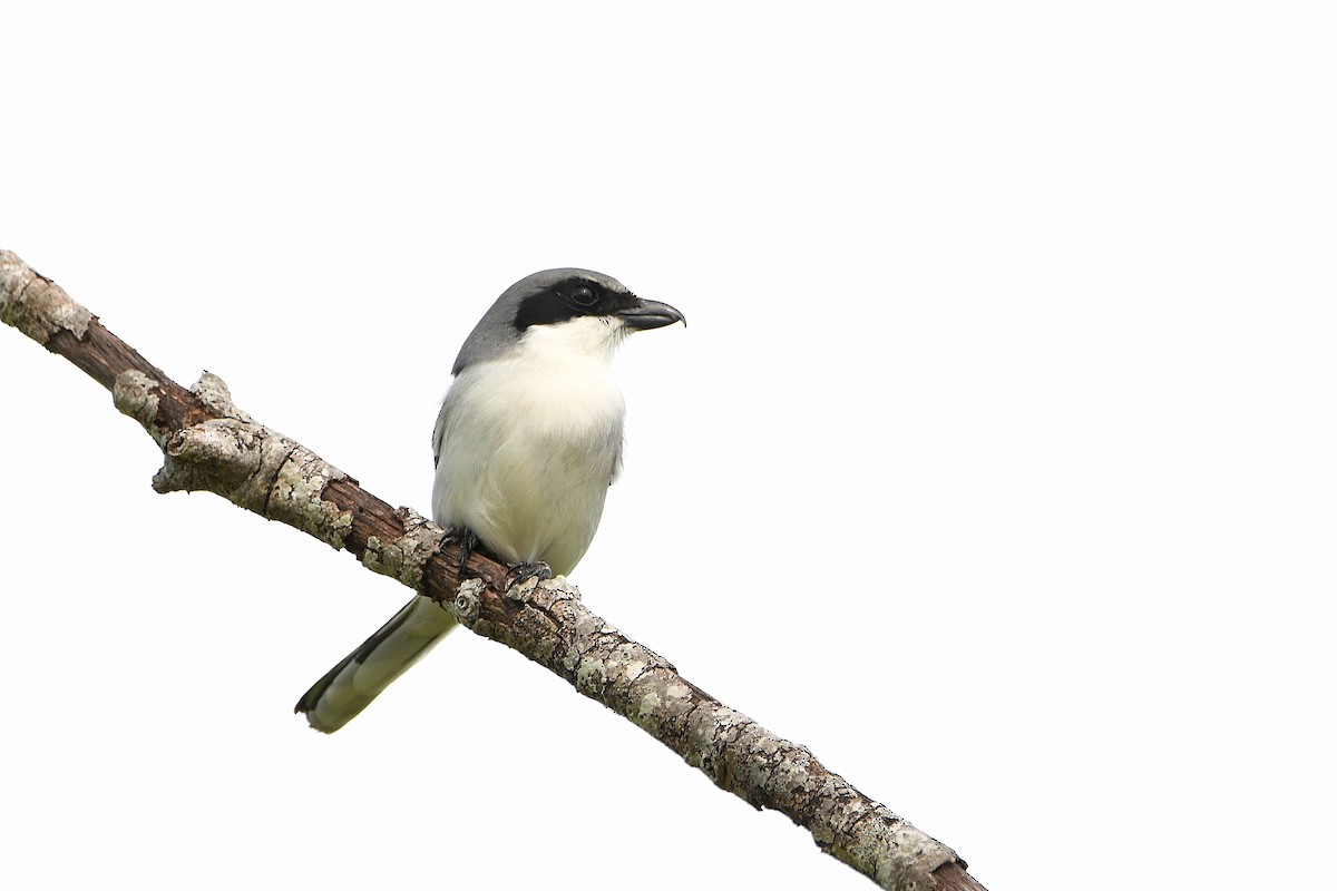 Loggerhead Shrike - ML619698817