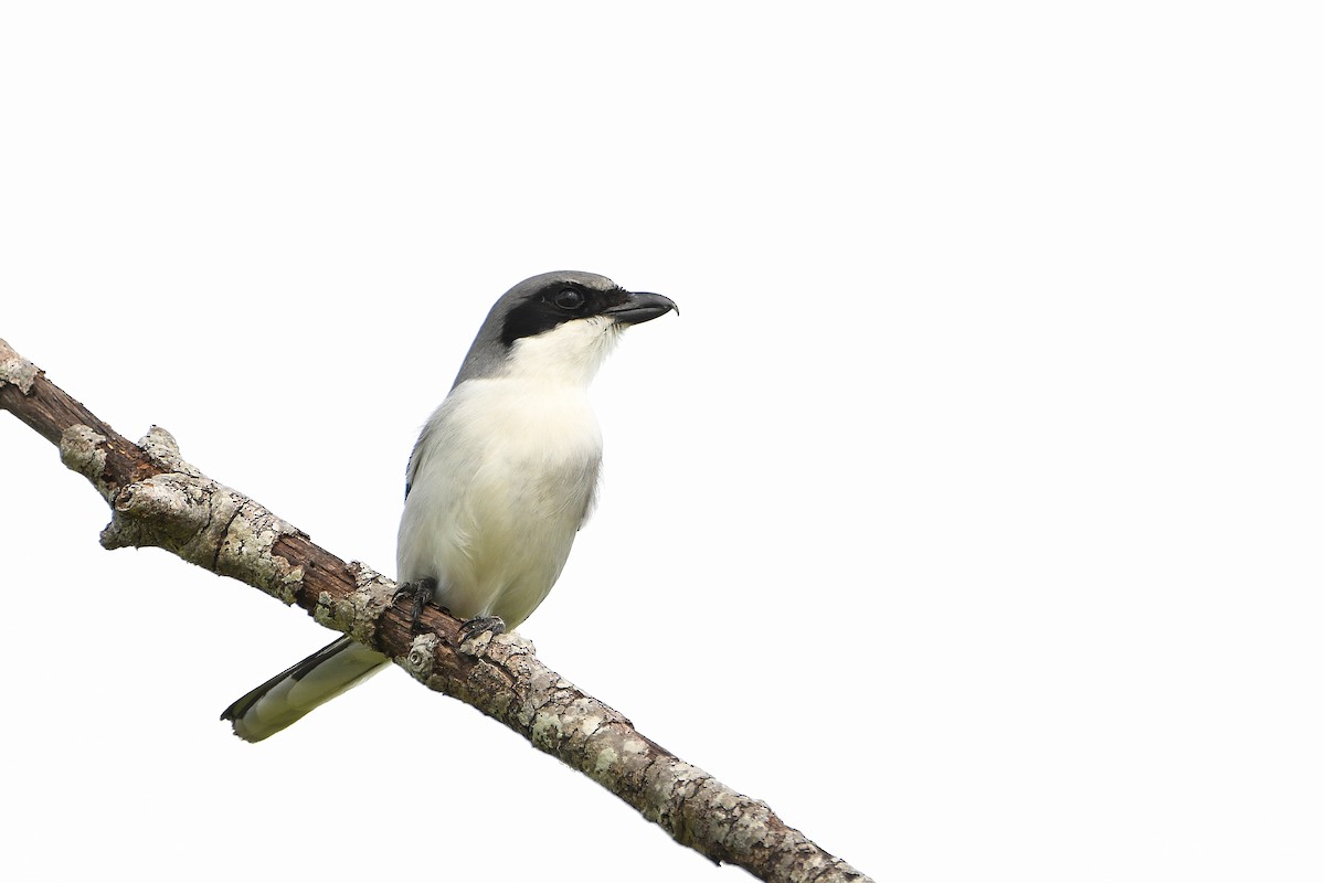 Loggerhead Shrike - ML619698831