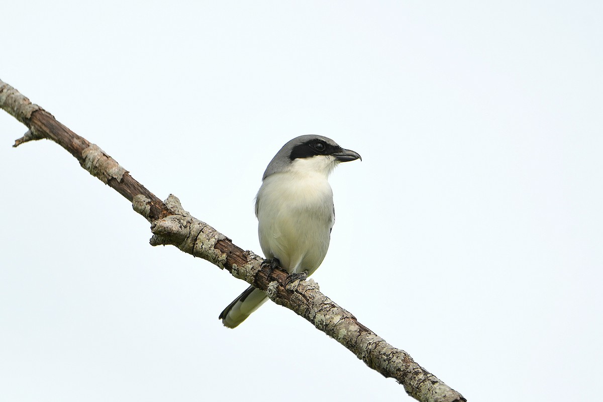 Loggerhead Shrike - ML619698841