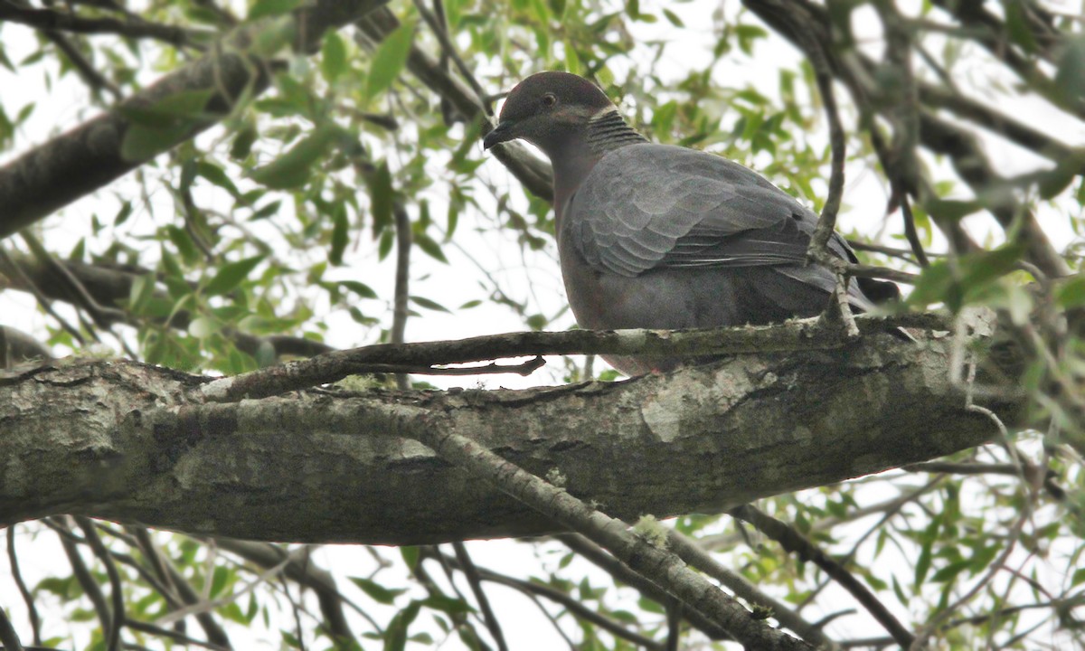 Chilean Pigeon - ML619698842