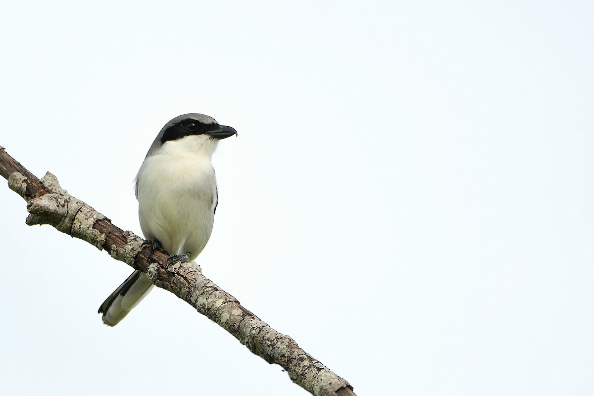 Loggerhead Shrike - ML619698859